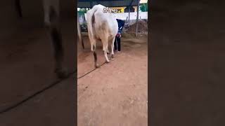 గోశాల iskon temple warangal✨💚 #goshala#cow#ytshorts#viralvideo#shorts#iskcon#iskontemple#newyear