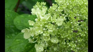 옥상 vlog Hydrangea paniculata limelight/초보도 키우는 라임 라이트 목수국 / 여름 드라마 주인공 목수국 라임 라이트