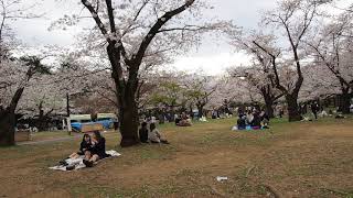 東京お花見散歩　強風の代々木公園で桜を愛でる　明日から外出自粛　桜も見納めか　2020/3/27 45