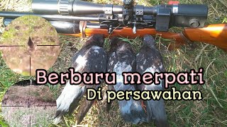 Berburu merpati #di persawahan#