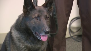 Ramsey County Deputy Reinstated After Abusing K-9