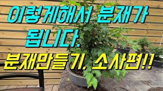 분재/소사나무/소재철사걸이/wild flower/bonsai/盆栽