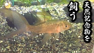 天然記念物 の テツギョ の現状報告と 給餌  グッピー の現状も少し 鉄魚 羽衣鮒