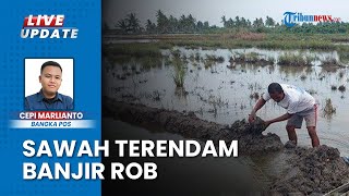 Banjir Rob Ancam Petani Gagal Panen, Air Asin Rendam 10 Hektare Sawah di Bangka Belitung