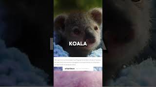 Koala Fingerprints: The Crime Scene Confusion You Won't Believe! #education #wildlife #facts