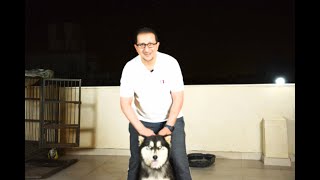 كيف تدرب كلبك للمشي النوع هاسكي How to train your dog for walking