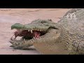 amazing crocodile attack