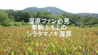 シラタマノキ湿原はツルコケモモが美しい