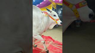 BIGGEST NELORE COW OF KOLKATA 🔥 FROM PATHAN CATTLE FARM GOLBARI #viralvideo #shorts #short #reels