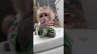 Vali monkey sat waiting for his father to come pick him up