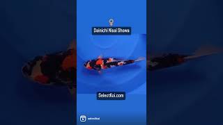 Dainichi Koi Farm Female Nisai Showa #Select #Koi #shortsfeed #shortsvideo