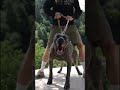 Aggressive BANDOG dog transformation 😈🧐 #shorts #jaishreeram 🚩(2m+)