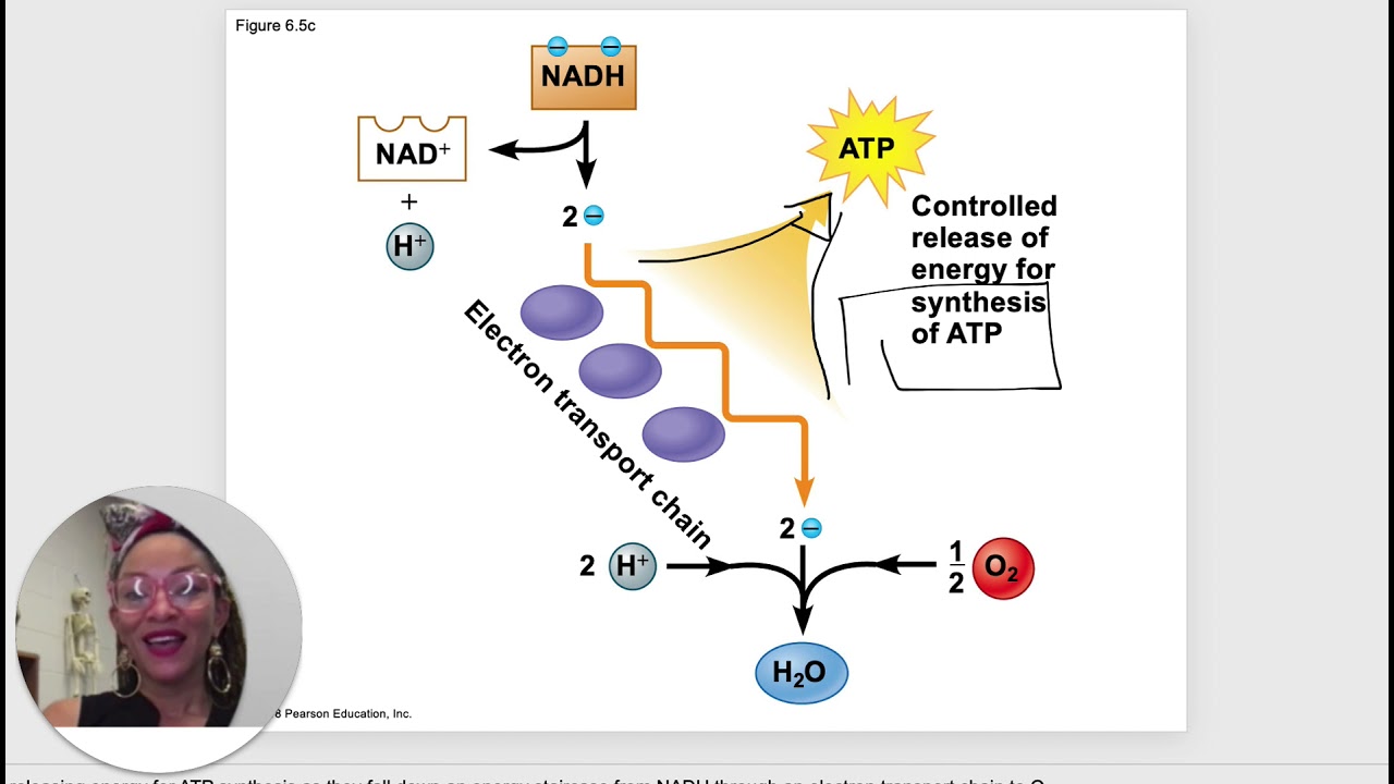 BIO 101 Chapter 6 Power Point How Cells Harvest Chemical Energy - YouTube