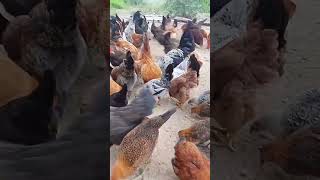 amazing hens food 35| 35th day chicken food #shorts #youtubeshorts #trending #viralvideo