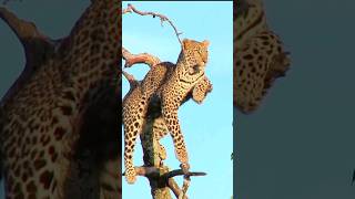 leopard sitting on tree #shortsvideo #animals #wildlifevlogs #leopard