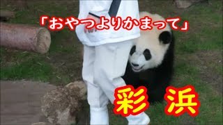 「飼育員さん、おやつよりかまって」彩浜のおやつタイム　2019.11.18(1)　ノーカット版