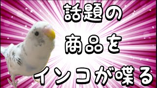 【セキセイインコ】おしゃべりインコ 話題のハズキルーペCMを真似る