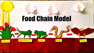 Food Chain Model Making Project Using Cardboard | Science Project DIY | HowToFunda | still model