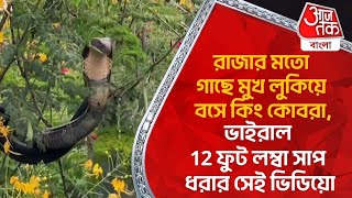 রাজার মতো গাছে মুখ লুকিয়ে বসে কিং কোবরা, ভাইরাল 12 ফুট লম্বা সাপ ধরার সেই ভিডিয়ো | Snake Viral Video