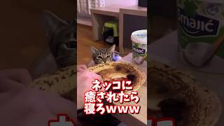 ネッコの動画で癒されたら寝ろｗｗｗ　#2ch #2chまとめ 動物スレ #2ch面白いスレ #動物 #犬 #猫 #癒やし #ねこ動画