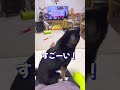 陰ながら3歳息子を応援する豆柴【柴犬】 shorts