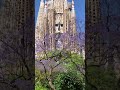 満開のジャカランダとサグラダファミリア jacaranda u0026 sagrada familia shorts