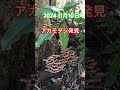 24年11月10日キノコ狩りでアカモダシ発見❗️