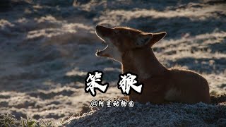 三百六十行，行行有笨狼。#animals #动物解说 #搞笑 #埃塞俄比亚狼