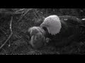 aef nefl eagle cam 01 01 2017 juliet assisting ne16 or ne17 with limbo