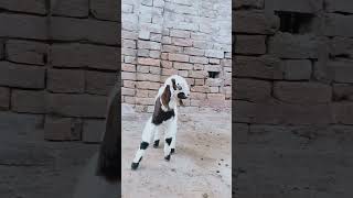 Menu pyara lagda en #goats #cow #goatbusiness #goatfarming #goatfarmbusiness