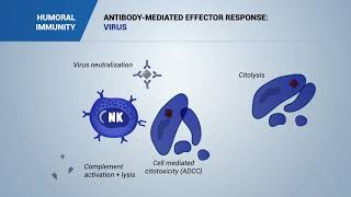 Antibody mediated effector response: Virus, bacteria and toxins