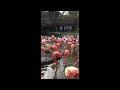 王子動物園のベニイロフラミンゴ