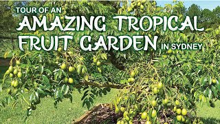 Tour of an amazing acreage tropical fruit garden in Sydney. Professional gardening and landscaping.