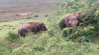 Elephant group try to atack #plzdosuporrtmychanlfriends #explorewildlife #wildlifefriend