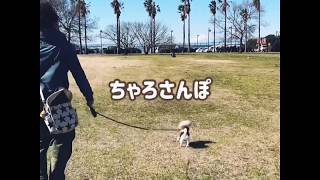 袖ヶ浦海浜公園でお散歩【チワペキのチャロ】 #Shorts