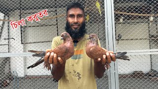 বিখ্যাত লাইনের চিলা কবুতর এখন আমাদের সংগ্রহে || Bird's Canvas