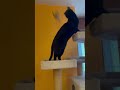 日替わりおもちゃ　 猫　 日替わり　 おもちゃ ダンス