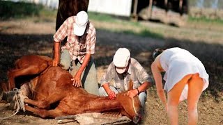 Want a Healthy Horse? Watch This HOOF Restoration Now | Farming 2024