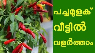 പച്ചമുളക് വീട്ടിൽ വളർത്താം Green Chilly Cultivation Tips