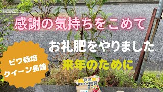 【枇杷（ビワ）栽培】枇杷（ビワ）のお礼肥