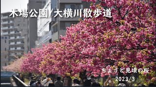 【桜満開】木場公園/大横川の河津桜　東京