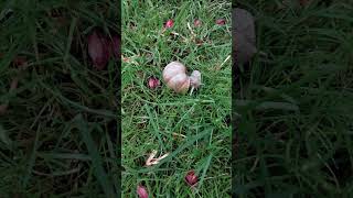 Roman snail, Burgundy snail (Helix pomatia) Vinbergsnegl