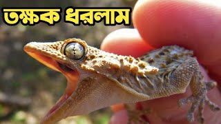 তক্ষক ধরার দৃশ্য | Tokkhok Animal |  তক্ষক ধরার কৌশল | তক্ষক কোথায় বিক্রি হয় | Tokkhok | টক্কর সাপ