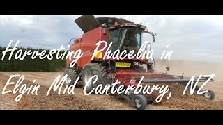 Harvesting Phacelia in Elgin Mid Canterbury, NZ