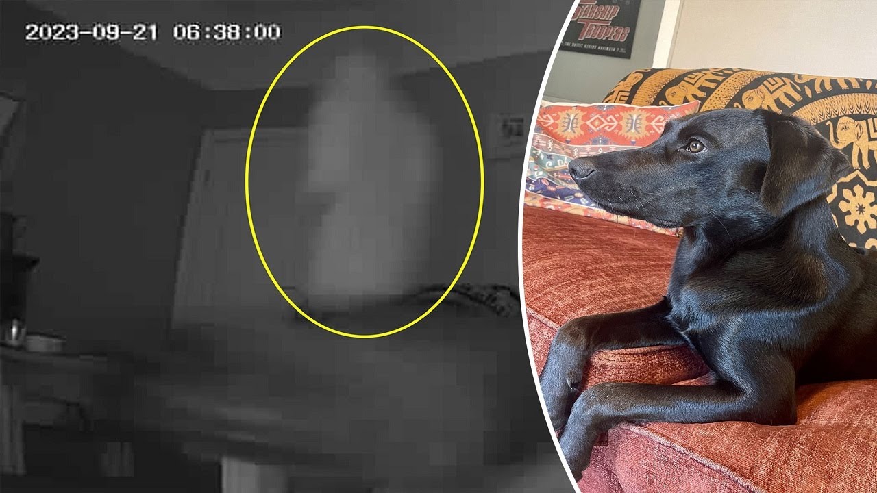 Boo! A Ghost Spooked My Dog — And The Whole Thing Was Caught On Pet Cam ...