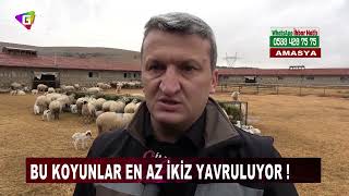 Bu koyunlar en az ikiz yavruluyor ! 3 kilo doğan süt kuzuları 2,5 ayda 30 kiloya ulaşıyor