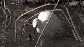 Little egret,コサギ