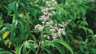 Amazing Native Plants | VAVILI/ NIRGUNDI / VITEX NEGUNDO