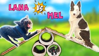 Lana Vs Mel en un CIRCUITO PARA PERROS Agility