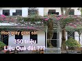 Giàn hoa giấy đẹp sau 2 tháng kích thích nở hoa, giá thị trường của Hoa giấy